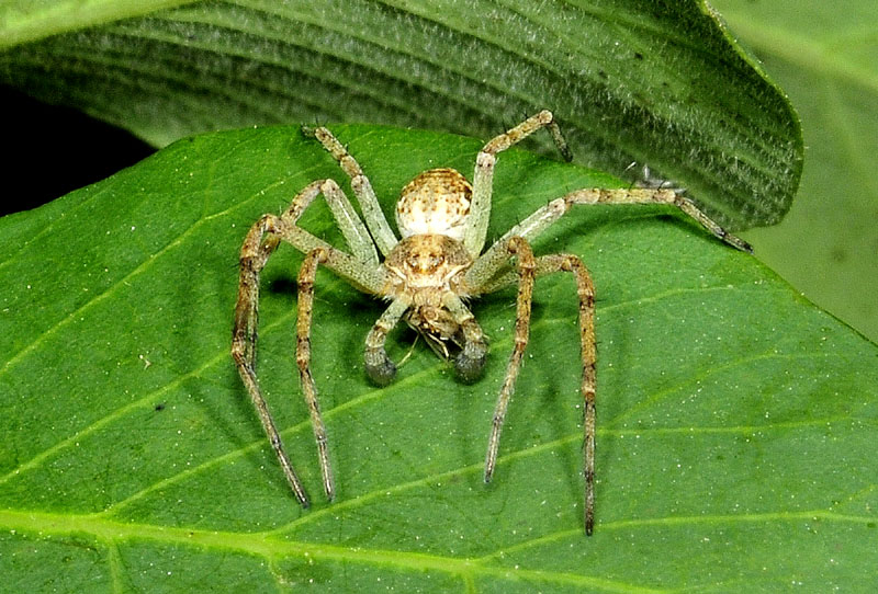 Philodromus sp. - Oasi Nat. Colombarone (MO)